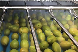 From the fields of Brazil to you